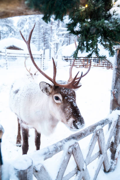 istock Reindeer is ready for Christmas 1211736829
