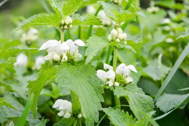 White dead-nettle, Lamium album, weed blooming close-up, selective focus, shallow DOF. Medical herb in natural habitat