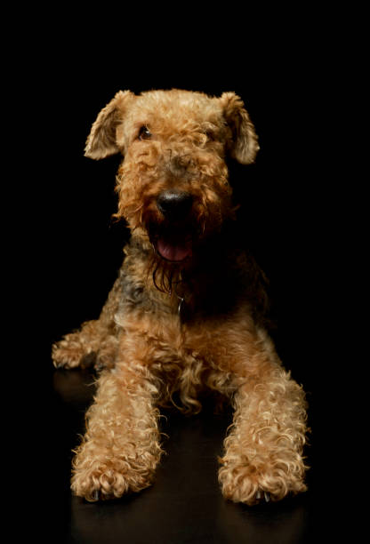 istock Studio shot of a beautiful Airedale Terrier 1211739343