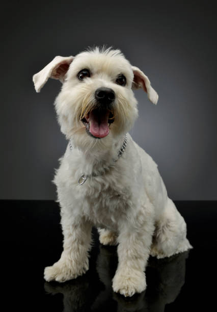 istock Studio shot of an adorable mixed breed dog 1211739416
