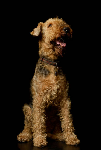 istock Studio shot of a beautiful Airedale Terrier 1211739418