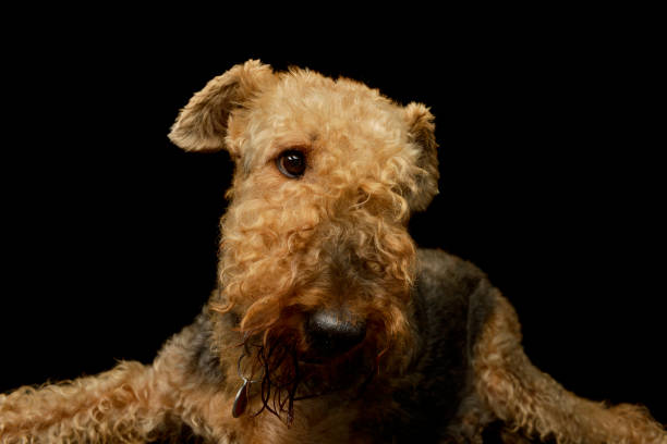 istock Portrait of a beautiful Airedale Terrier 1211739426