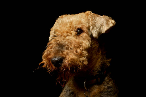 istock Portrait of a beautiful Airedale Terrier 1211739428
