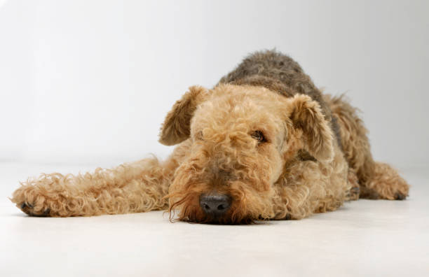 istock Studio shot of a beautiful Airedale Terrier 1211739432