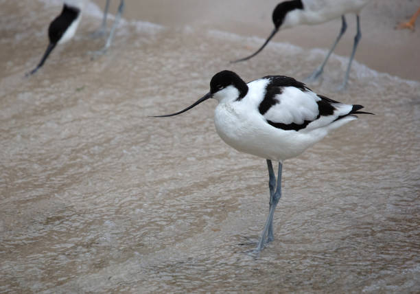 Wader: black and white Pied avocet on the beach, selective focus