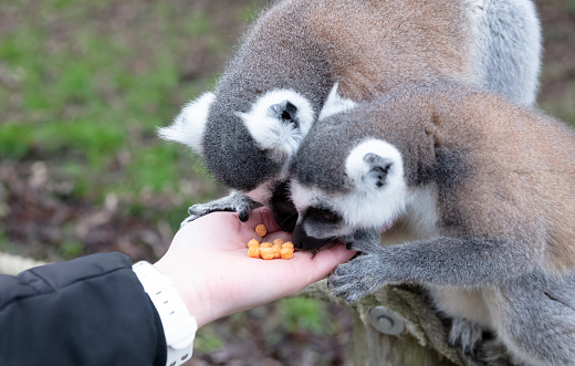 Ring-tailed Lemur eating out of a persons hand