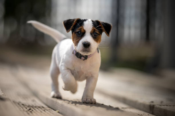 istock Dog Jack Russell terrier posing for photo. 1211740948