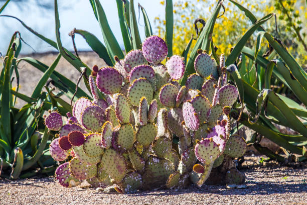 cactus fico d'india viola e verde - prickly pear pad foto e immagini stock