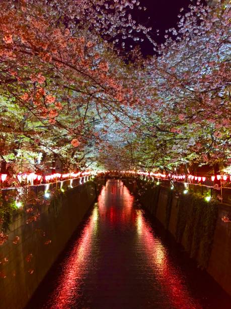 istock Cherry Blossoms in Tokyo, Japan 1211742600