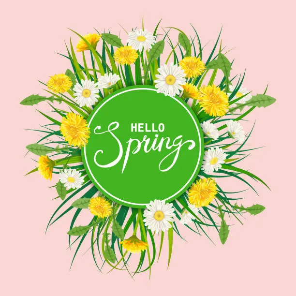 Vector illustration of Hello Spring lettering template background with flowers bouquet dandelions and daisies, chamomiles, grass. Vector illustration. Fresh design for posters, flyers, greeting card, invitation