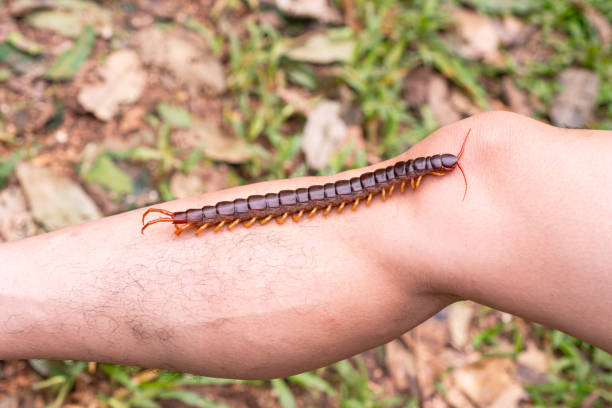 Scolopendra gigantea - Peruvian giant yellow-leg centipede also known as Amazonian giant centipede