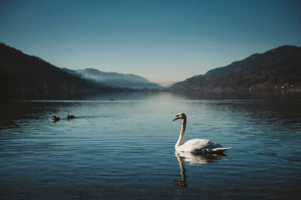 湖に浮かぶ白鳥 - swan bird water fog ストックフォトと画像