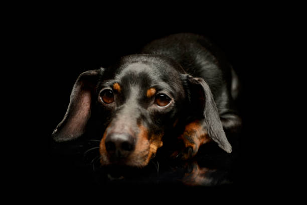 istock Studio shot of an adorable Dachshund 1211747815