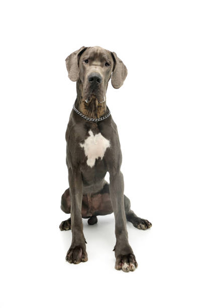 istock Studio shot of an adorable great dane 1211748027