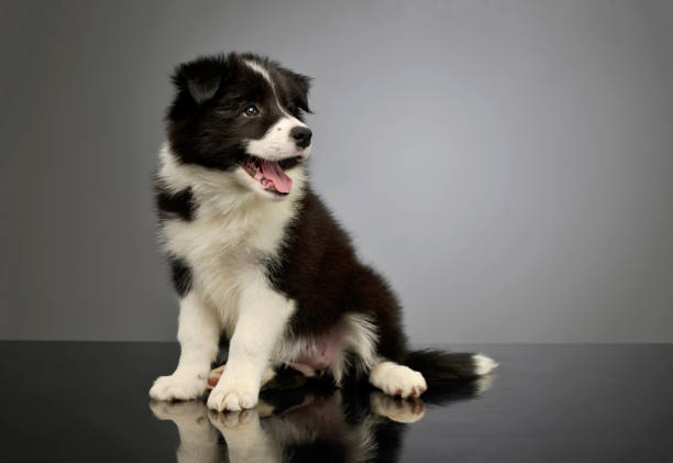 istock Studio shot of a beautiful border collie puppy 1211748041