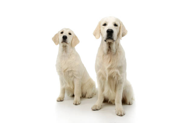 istock Studio shot of two adorable Golden Retrievers 1211748050