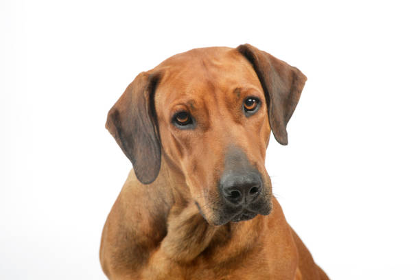 istock Portrait of an adorable rhodesian ridgeback 1211748056