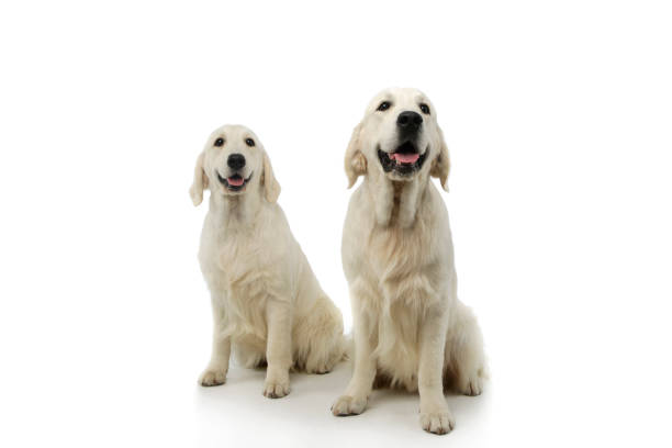 istock Studio shot of two adorable Golden Retrievers 1211748082