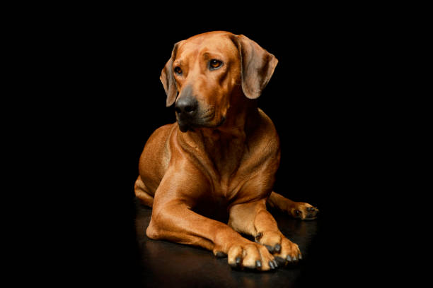 Studio shot of an adorable rhodesian ridgeback lying and looking tired