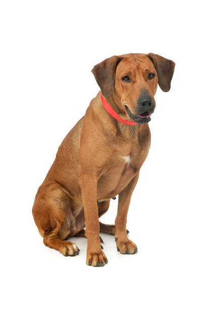 istock Studio shot of an adorable rhodesian ridgeback 1211748126