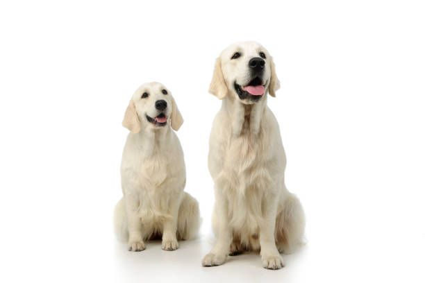 istock Studio shot of two adorable Golden Retrievers 1211748161