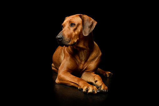 Studio shot of an adorable rhodesian ridgeback lying and looking tired