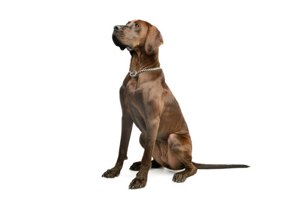 istock Studio shot of an adorable great dane 1211748210