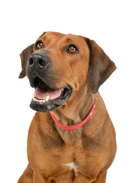 istock Portrait of an adorable rhodesian ridgeback 1211748248