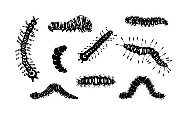 Set spring and summer caterpillar icons. Black caterpillars with different silhouette on white background. For festive card, logo, children, pattern, tattoo, decorative, concept. Vector illustration.