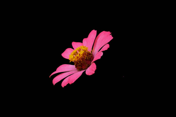 pink zinnia elegans dahlia flower isolated