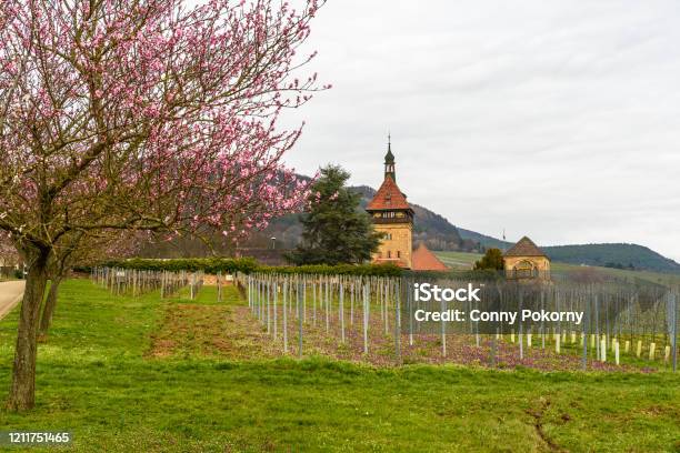 Pink Blossoming Almond Tree At Geilweiler Hof Near Siebeldingen Rhinelandpalatinate Germany Stock Photo - Download Image Now