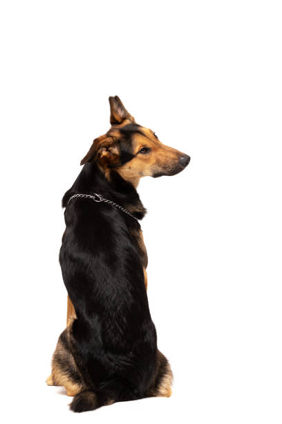 istock Adorable mixed-breed dog sits at white background 1211752891