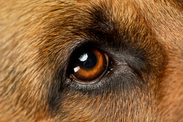 istock Closeup of a beautiful German shepherd 1211753096