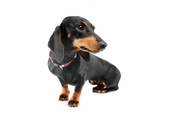 istock Studio shot of an adorable Dachshund 1211753097