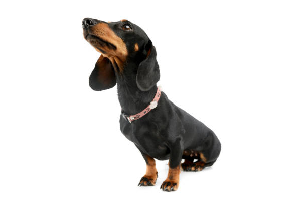istock Studio shot of an adorable Dachshund 1211753107
