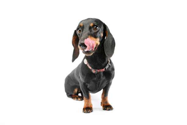 istock Studio shot of an adorable Dachshund 1211753192