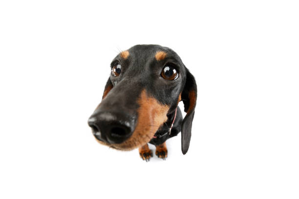istock Studio shot of an adorable Dachshund 1211753224