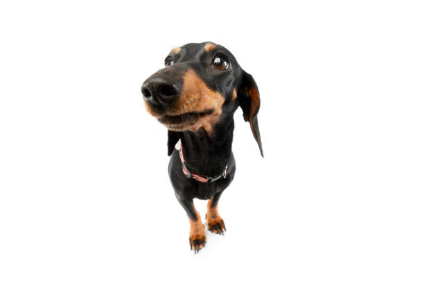 istock Studio shot of an adorable Dachshund 1211753231