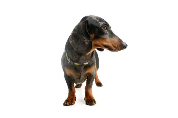 istock Studio shot of an adorable Dachshund 1211753242