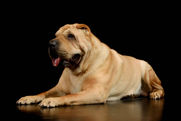 tiro de estúdio de um adorável shar pei - shar pei dog beauty animal tongue - fotografias e filmes do acervo