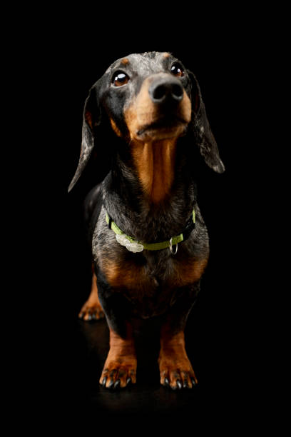 istock Studio shot of an adorable Dachshund 1211753289