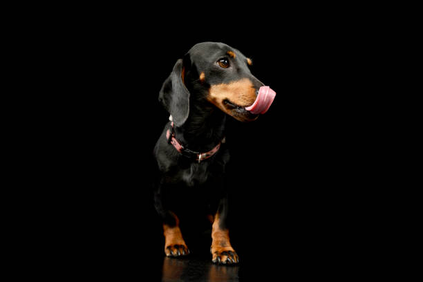 istock Studio shot of an adorable Dachshund 1211753290