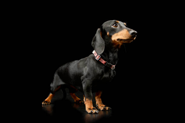 istock Studio shot of an adorable Dachshund 1211753312