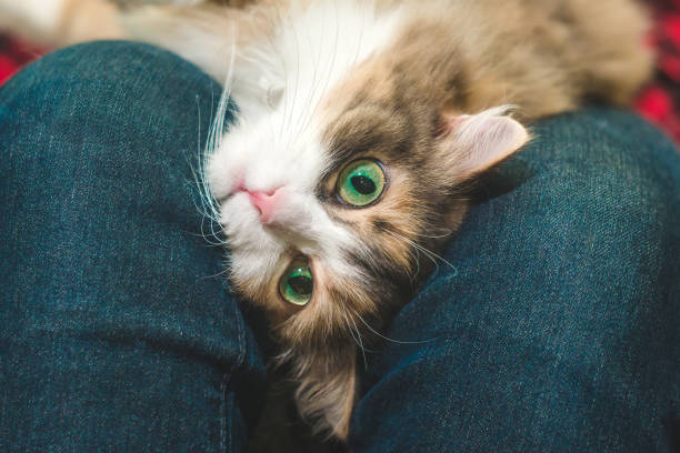 istock cat on lap close-up. looking at the camera, pet, friendship 1211753451