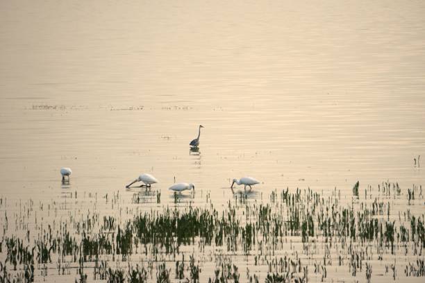 istock Birds in the lake 1211753998