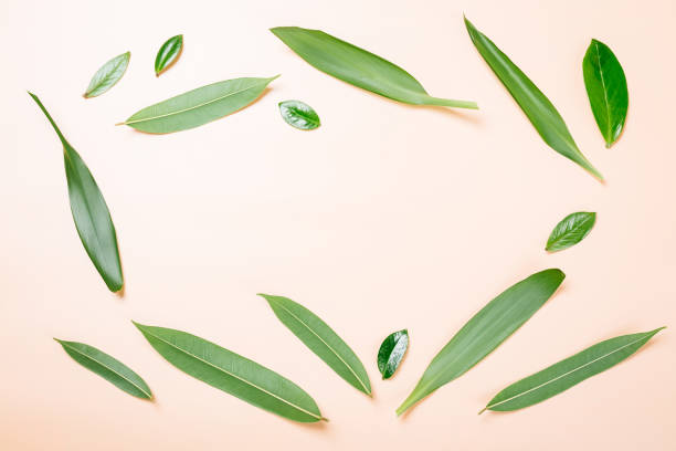 istock floral background, frame of green leaves 1211755585