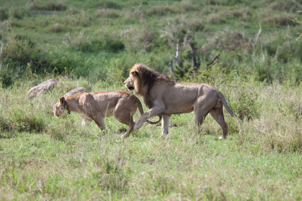 istock Lionesses looking for a prey in Ngorongoro 1211755633