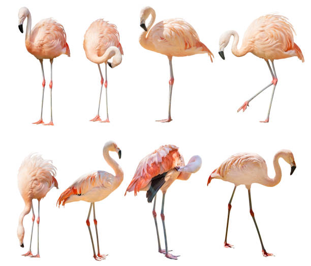 istock isolated on white eight flamingo 1211756057