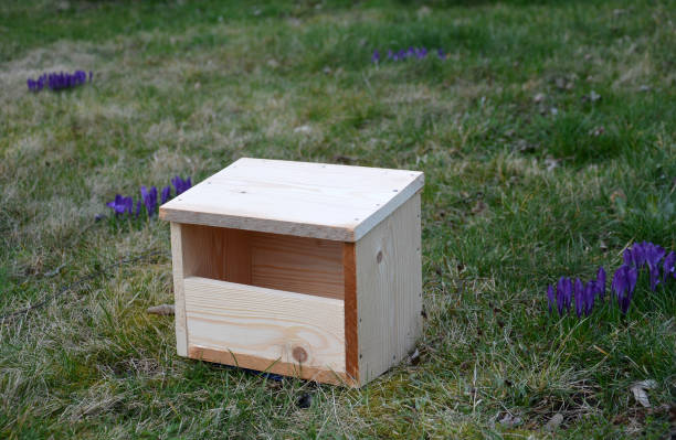 istock black bird Tudrus merula, box home 1211756480