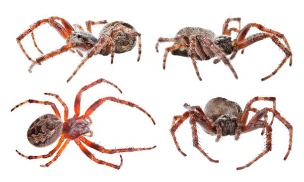 istock isolated on white four orb-weaver spiders 1211756648